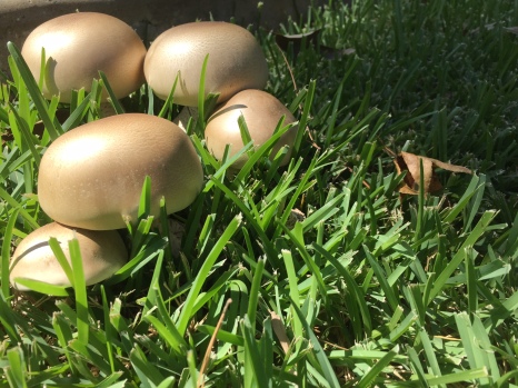 A cute cluster of mushrooms